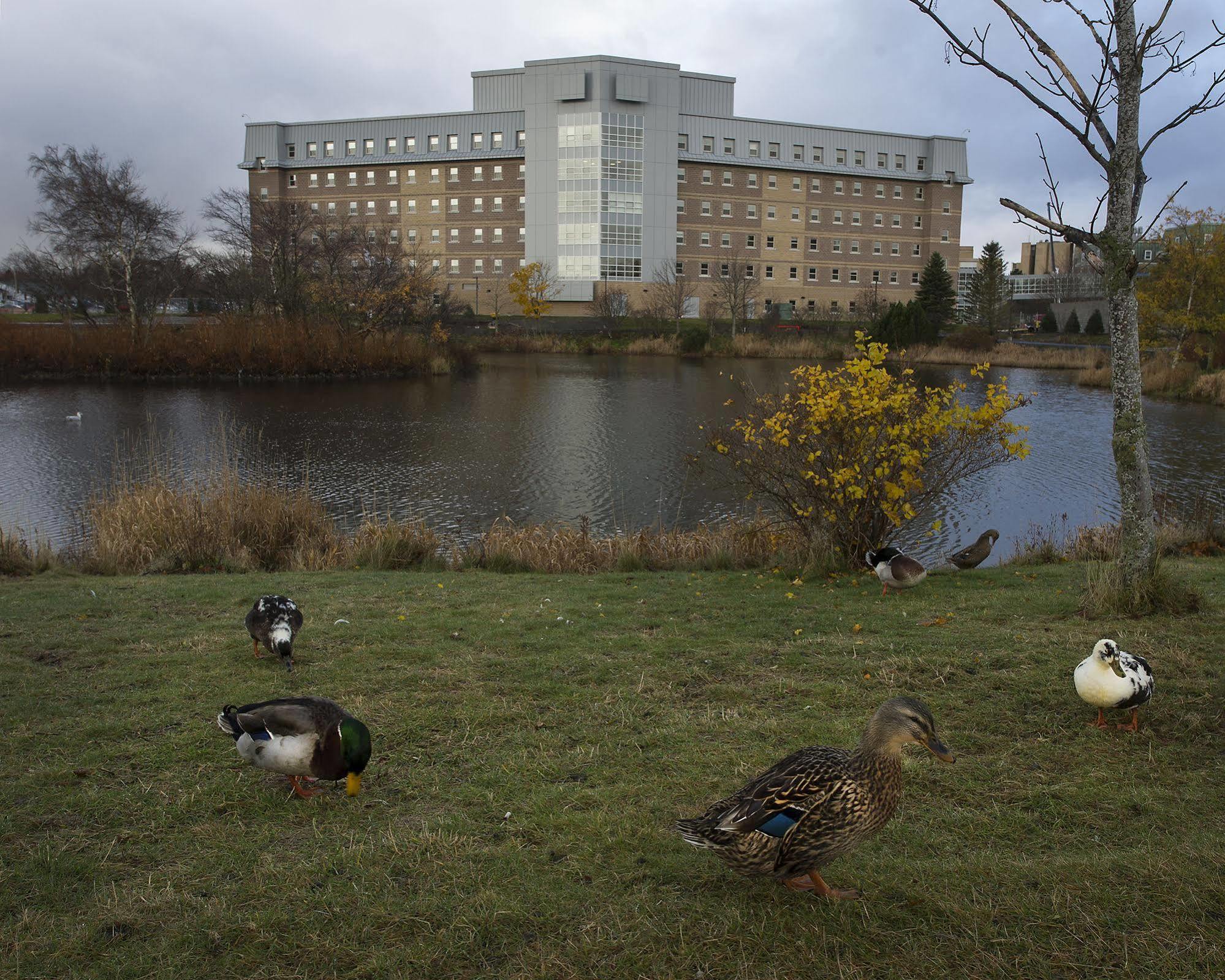 Memorial University Saint-Jean de Terre-Neuve Extérieur photo